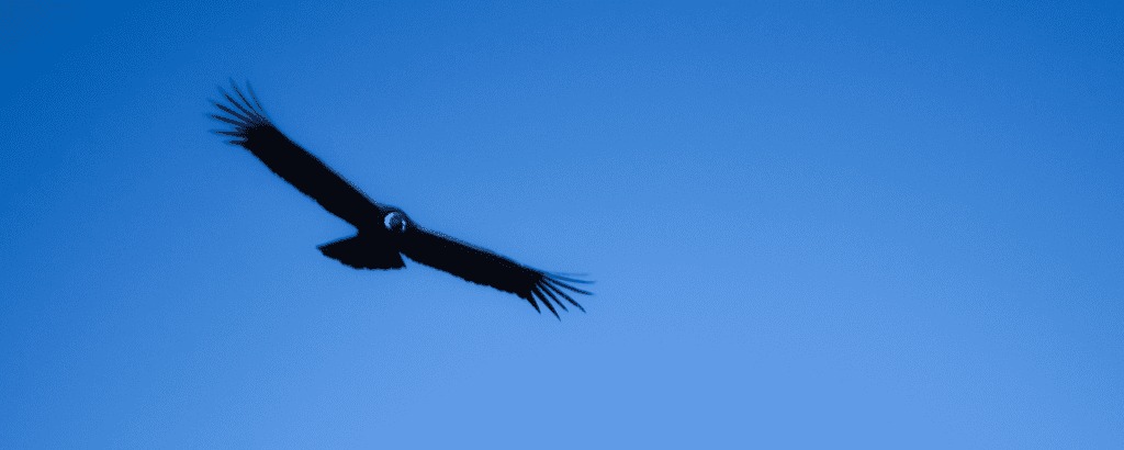 Colca Canyon & Condor Flight - 2 Days