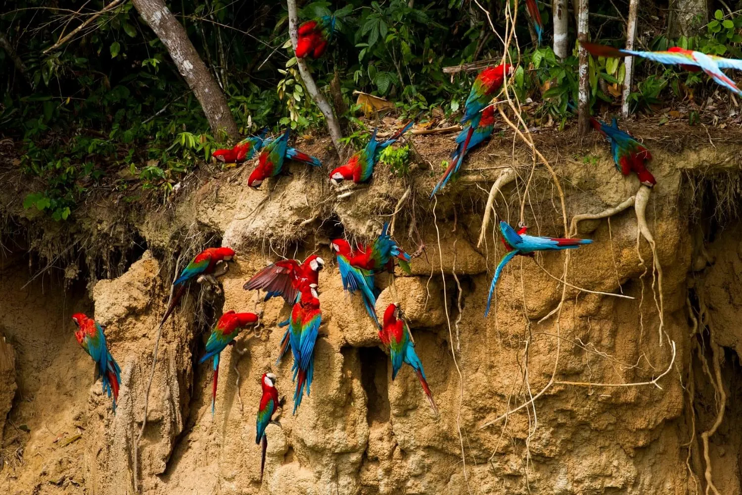 Tambopata Reserve - Amazon Jungle 3 Days 2 Nights